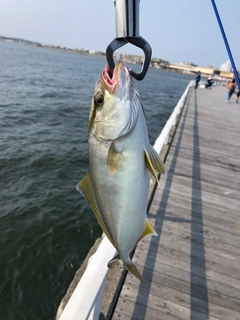 ショゴの釣果