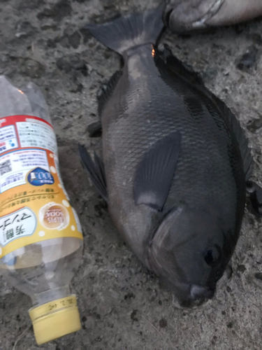 クチブトグレの釣果