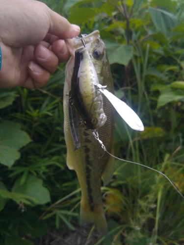 ラージマウスバスの釣果