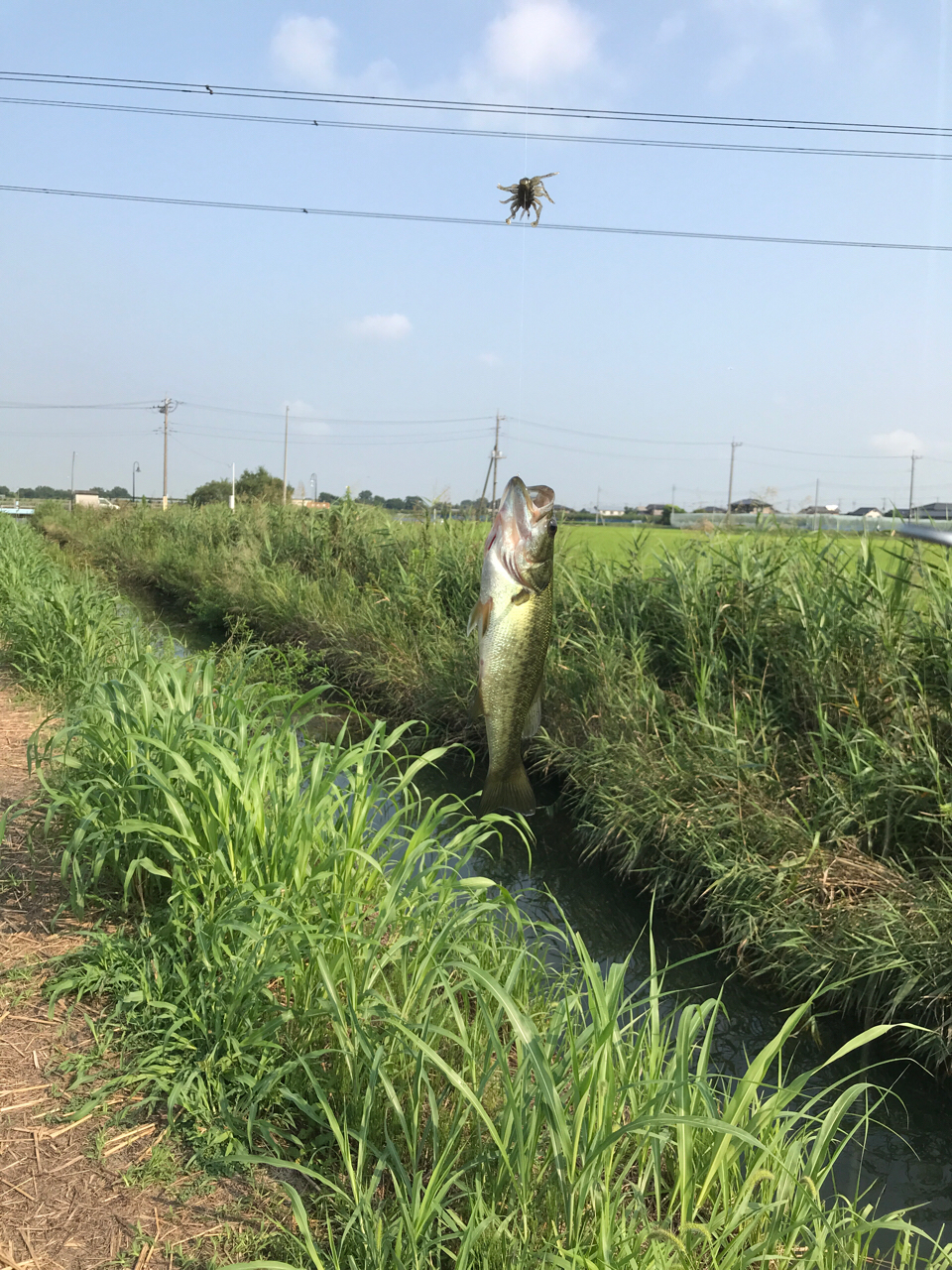 ラージマウスバス