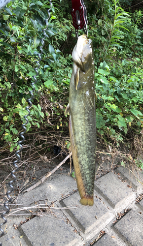 ナマズの釣果