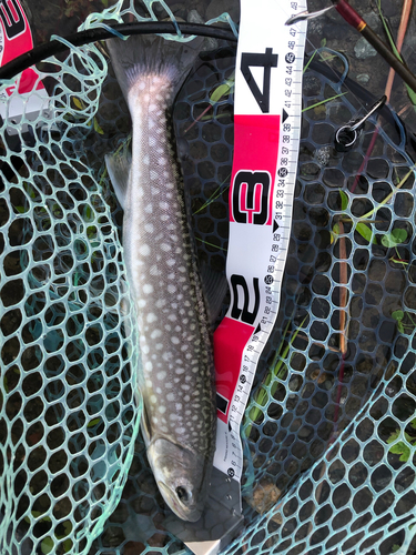 アメマスの釣果