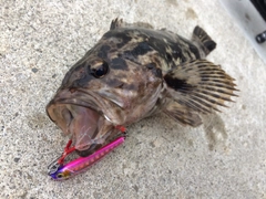 ベッコウゾイの釣果