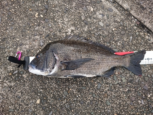 クロダイの釣果