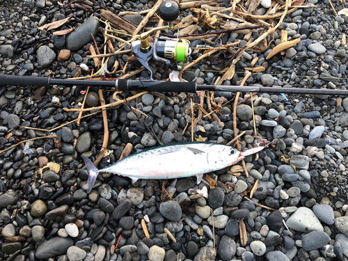 マルソウダの釣果