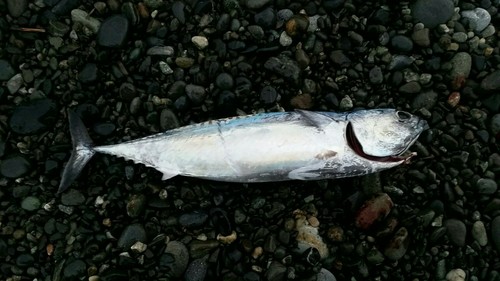 マルソウダの釣果