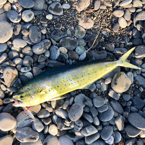 シイラの釣果