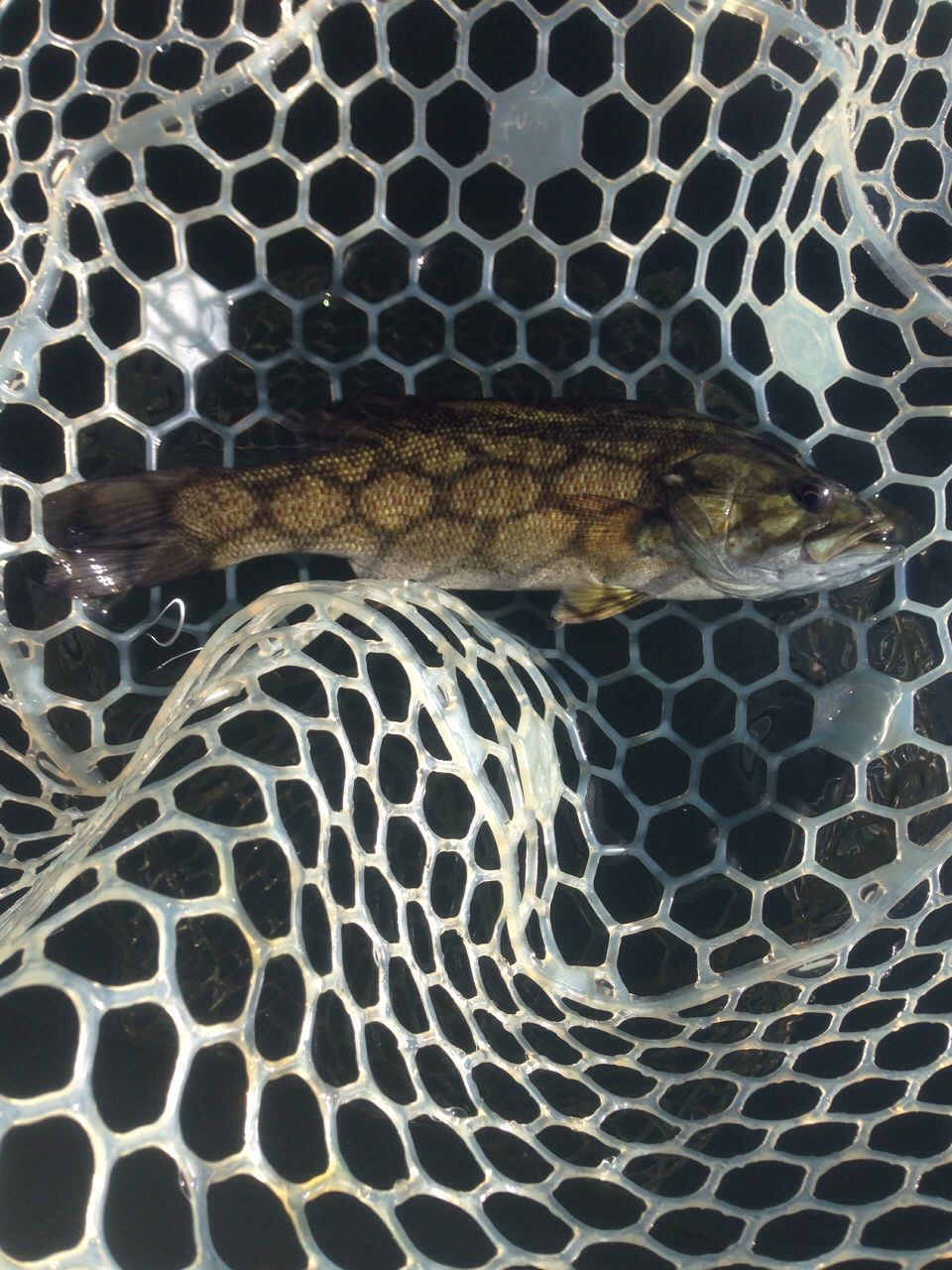 スモールマウスバス