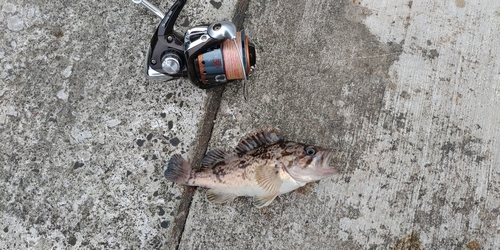 シロメバルの釣果