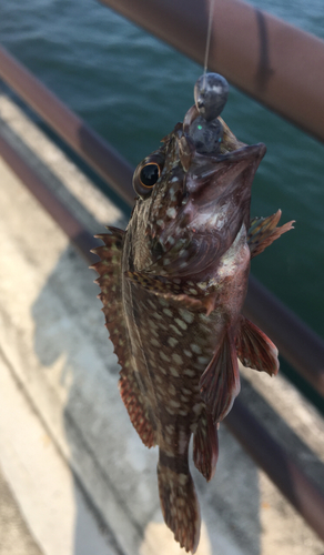 カサゴの釣果