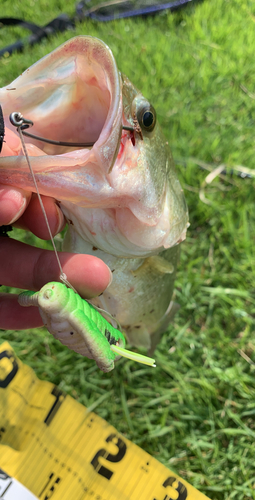 ブラックバスの釣果