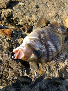 メイチダイの釣果