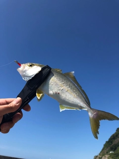 ショゴの釣果