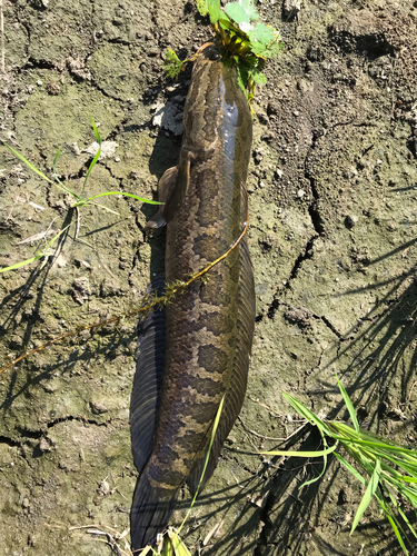 ライギョの釣果