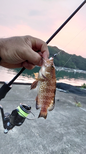 オオモンハタの釣果