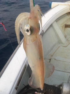 ケンサキイカの釣果