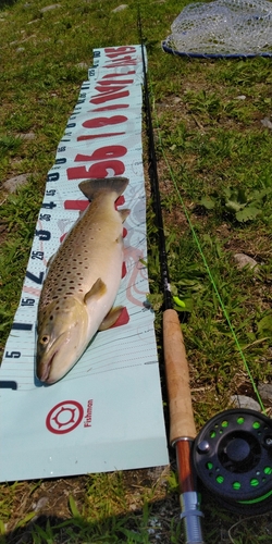 ブラウントラウトの釣果