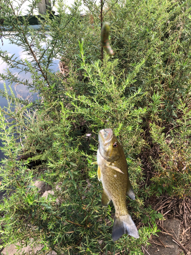 スモールマウスバスの釣果