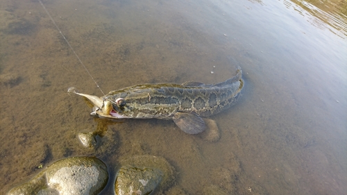 ライギョの釣果