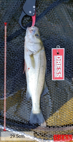 シーバスの釣果