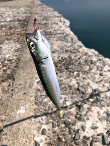 サバの釣果