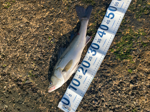 フッコ（マルスズキ）の釣果