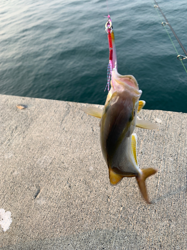 ショゴの釣果