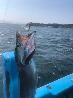 タチウオの釣果