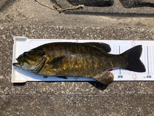 スモールマウスバスの釣果