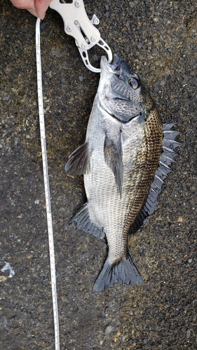 クロダイの釣果