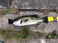 ブラックバスの釣果