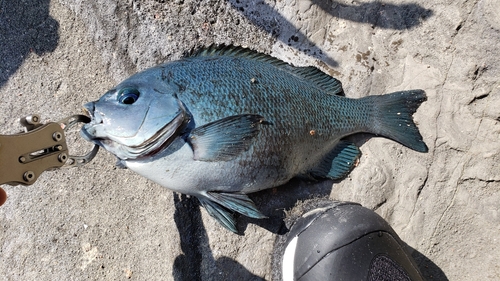 クチブトグレの釣果