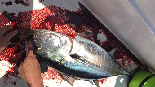 マグロの釣果