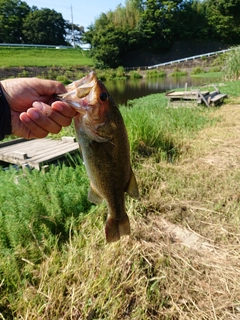 ラージマウスバスの釣果