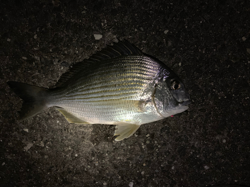 ヘダイの釣果