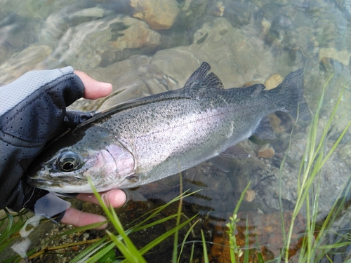 ニジマスの釣果