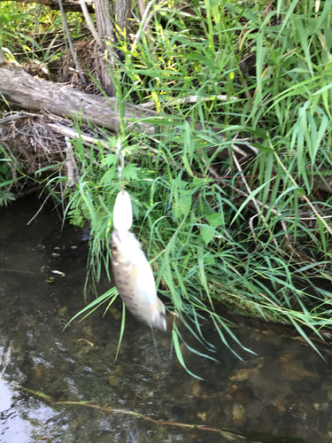 ヤマメの釣果