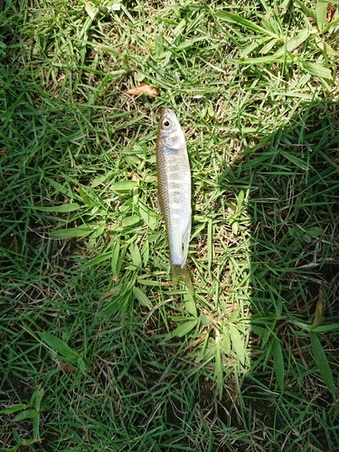 オイカワの釣果