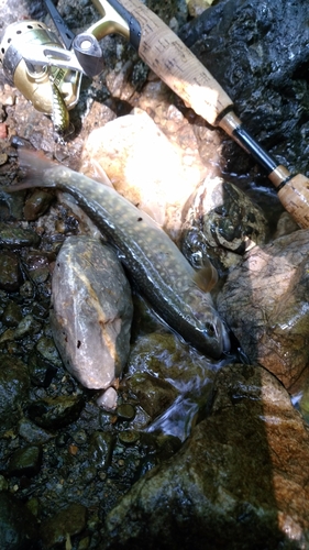 イワナの釣果