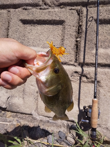 ブラックバスの釣果