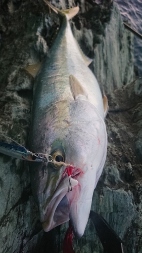 ハマチの釣果