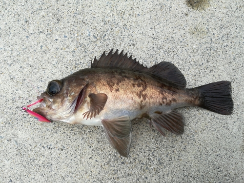 メバルの釣果