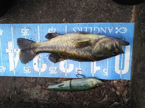 ブラックバスの釣果