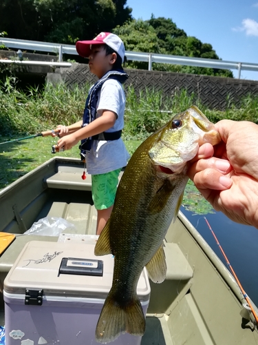 ブラックバスの釣果