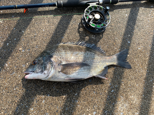 クロダイの釣果