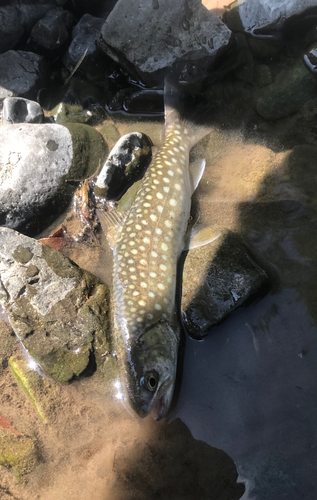 アメマスの釣果