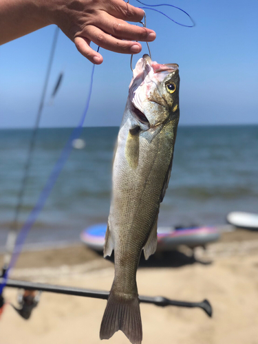 フッコ（マルスズキ）の釣果