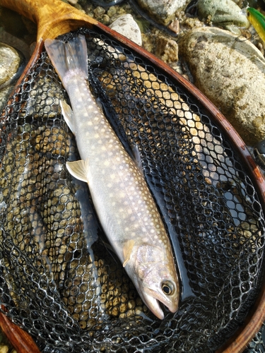 イワナの釣果