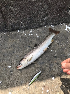 アメマスの釣果