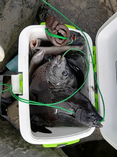 イシガキダイの釣果